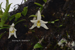 Conchidium braccatum
